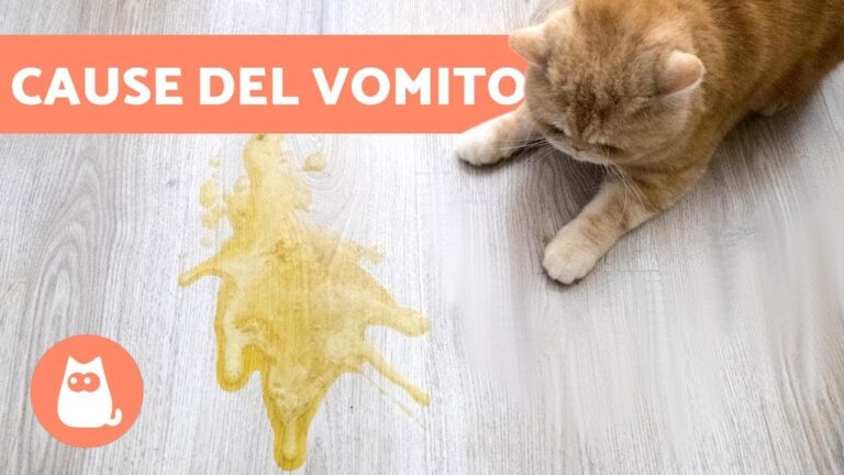 Gatto che vomita dopo aver mangiato croccantini: cause e soluzioni