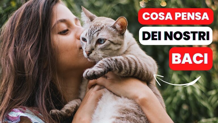 I gatti comprendono l'affetto dei baci: verità o mito?