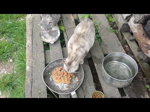 Cosa mangiano i gatti randagi: Guida alimentare essenziale